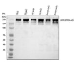 Anti-LARG/ARHGEF12 Antibody Picoband® Boster Bio