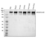 Anti-LARG/ARHGEF12 Antibody Picoband® Boster Bio