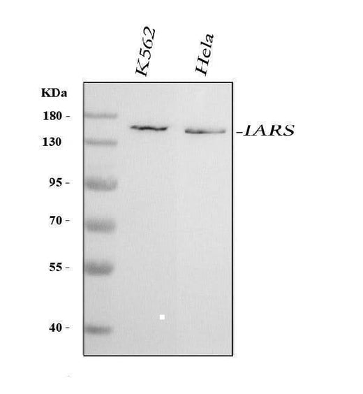 Anti-IARS1 Antibody Picoband® Boster Bio