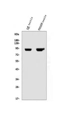 Anti-IFT88 Antibody Picoband® Boster Bio