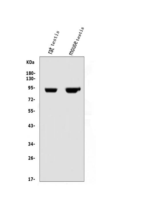 Anti-IFT88 Antibody Picoband® Boster Bio
