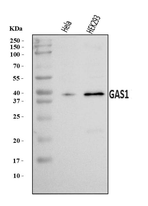 Anti-GAS1 Antibody Picoband® Boster Bio