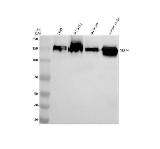 Anti-NF-M/NEFM Antibody Picoband® Boster Bio