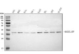 Anti-MAD2L1BP Antibody Picoband® Boster Bio