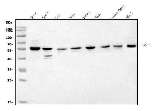 Anti-POGLUT1 Antibody Picoband® Boster Bio