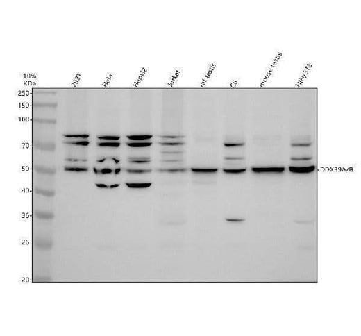 Anti-DDX39A/B Antibody Picoband® Boster Bio