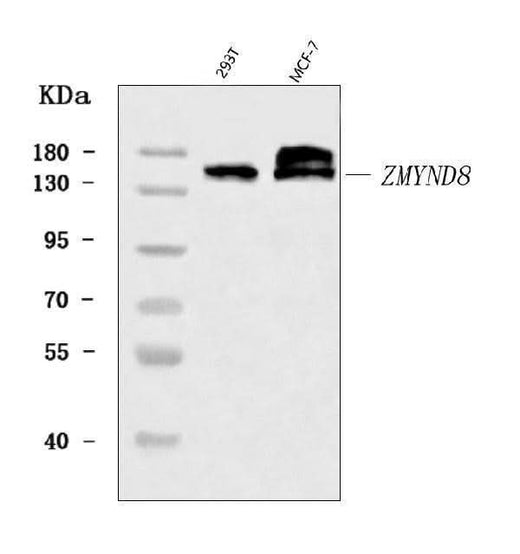 Anti-ZMYND8 Antibody Picoband® Boster Bio