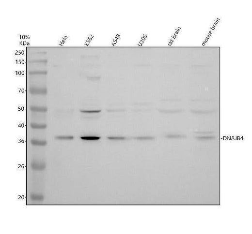Anti-DUSP18 Antibody Picoband® Boster Bio