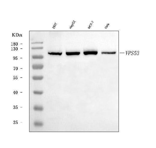 Anti-VPS53 Antibody Picoband® Boster Bio