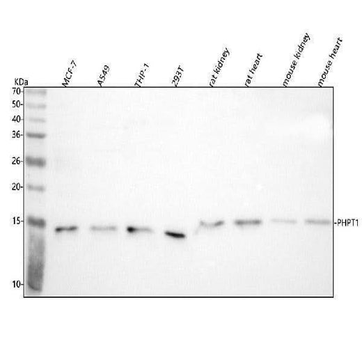 Anti-PHPT1 Antibody Picoband® Boster Bio