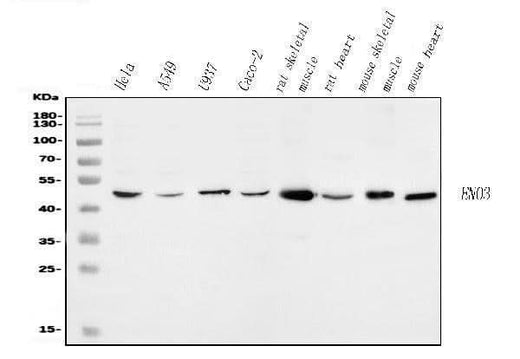 Anti-ENO3 Antibody Picoband® Boster Bio
