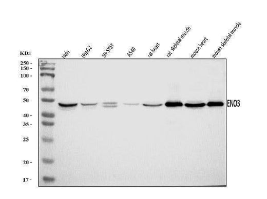 Anti-ENO3 Antibody Picoband® Boster Bio
