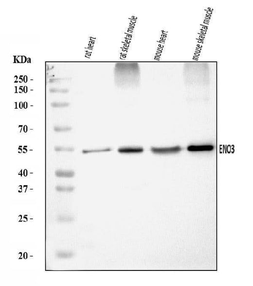 Anti-ENO3 Antibody Picoband® Boster Bio