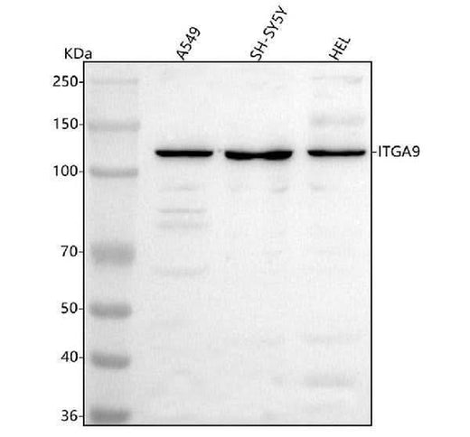 Anti-Integrin alpha-9/ITGA9 Antibody Picoband® Boster Bio