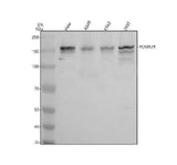 Anti-POM121 Antibody Picoband® Boster Bio