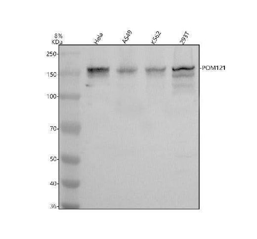 Anti-POM121 Antibody Picoband® Boster Bio