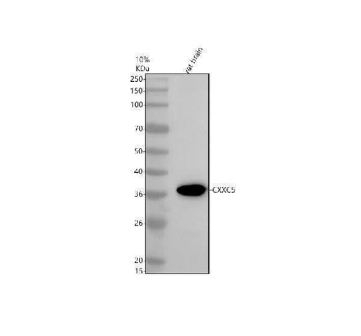 Anti-CXXC5 Antibody Picoband® Boster Bio