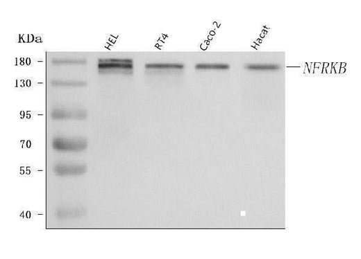 Anti-NFRKB Antibody Picoband® Boster Bio
