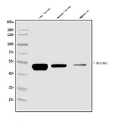 Anti-SLC10A1/NTCP1 Antibody Picoband® Boster Bio