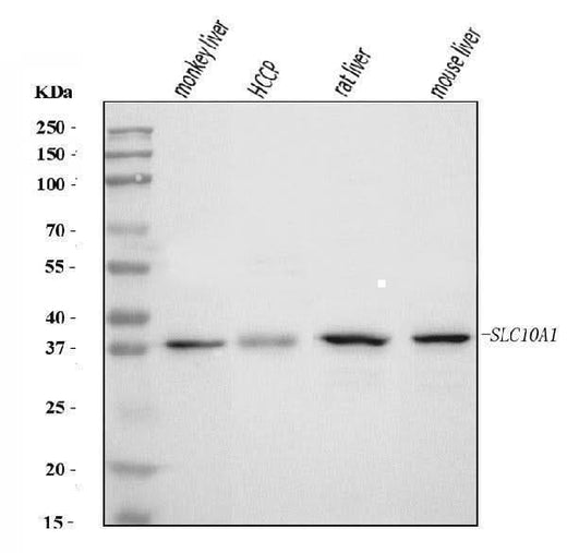 Anti-SLC10A1/NTCP1 Antibody Picoband® Boster Bio