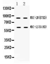 Anti-ADAM28 Antibody Picoband® Boster Bio