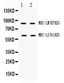 Anti-ADAM28 Antibody Picoband® Boster Bio