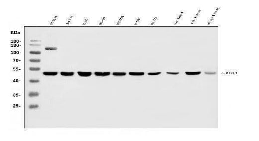Anti-MIEF1 Antibody Picoband® Boster Bio