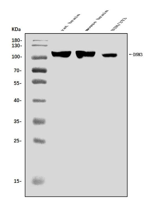 Anti-Dynamin 3/DNM3 Antibody Picoband® Boster Bio