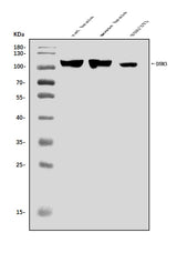 Anti-Dynamin 3/DNM3 Antibody Picoband® Boster Bio