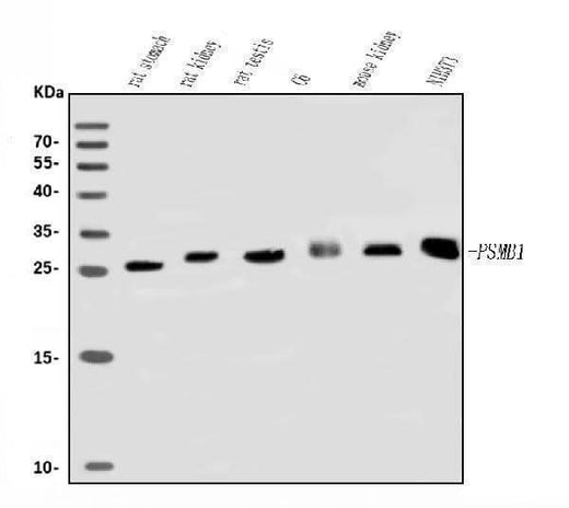 Anti-Psmb1 Antibody Picoband® Boster Bio