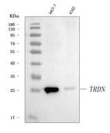 Anti-Triadin/TRDN Antibody Picoband® Boster Bio