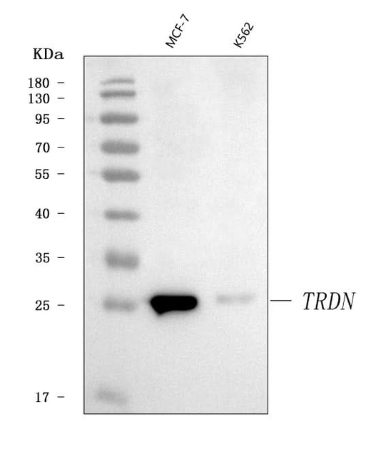 Anti-Triadin/TRDN Antibody Picoband® Boster Bio