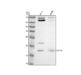 Anti-DCTD Antibody Picoband® Boster Bio