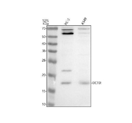 Anti-DCTD Antibody Picoband® Boster Bio
