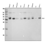 Anti-IL34 Antibody Picoband® Boster Bio