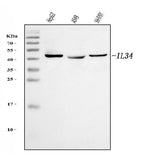 Anti-IL34 Antibody Picoband® Boster Bio