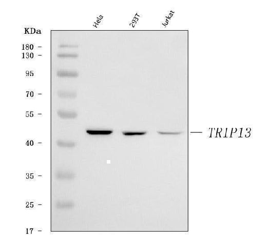 Anti-PCH2/TRIP13 Antibody Picoband® Boster Bio