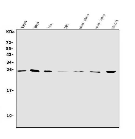 Anti-NT-4/NTF4 Antibody Picoband® Boster Bio