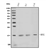 Anti-MAL Antibody Picoband® Boster Bio