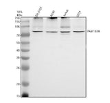Anti-FAM161A Antibody Picoband® Boster Bio