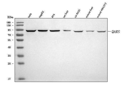 Anti-QARS1 Antibody Picoband® Boster Bio