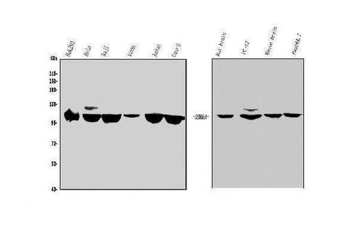 Anti-Sema6A Antibody Picoband® Boster Bio