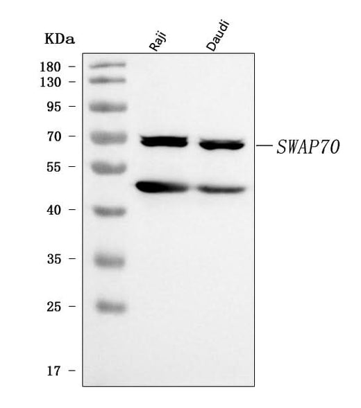 Anti-SWAP70 Antibody Picoband® Boster Bio