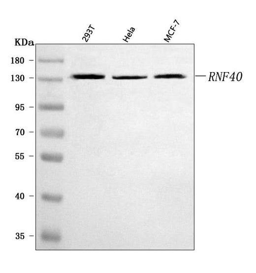 Anti-RNF40 Antibody Picoband® Boster Bio