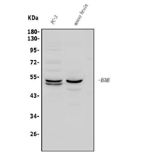 Anti-DRAGON/RGMB Antibody Picoband® Boster Bio
