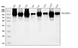 Anti-FOXK1/MNF Picoband® Antibody Boster Bio