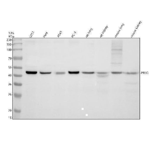 Anti-PELO Antibody Picoband® Boster Bio