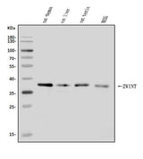 Anti-ZWINT Antibody Picoband® Boster Bio