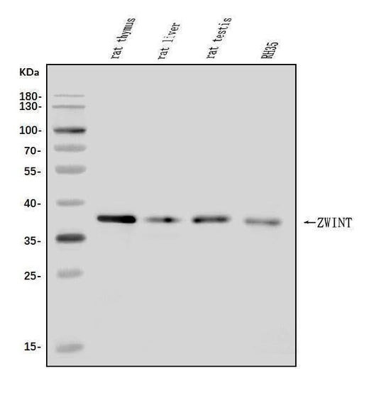 Anti-ZWINT Antibody Picoband® Boster Bio