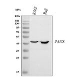 Anti-PAICS Antibody Picoband® Boster Bio